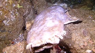 Wobbegong shark corpse in Fish Rock Cave plus some live things [upl. by Naul]