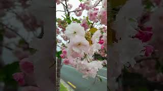 Prunus serrulata ‘Kanzan’ flowers nature garden plants ep26 [upl. by Einnal156]