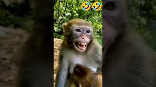 monkey funny moments 🤣 comedy shorts [upl. by Nelrac]