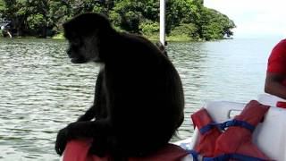 Monkey Island  Lake Nicaragua [upl. by Clementia]