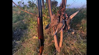 Water Hole Dove Hunt With 20ga [upl. by Wheeler]