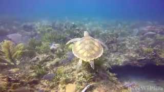 Diving With A Sea Turtle [upl. by Sikko]