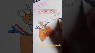 Thymus gland Endocrinesystemnursinganatomy [upl. by Neirb44]