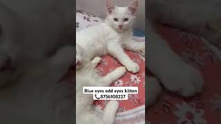 Persian cat sell cat lucknow bhopal jabalpur pryagaraj [upl. by Htur]