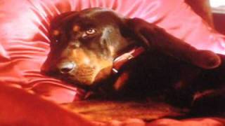 The Duke  Hubert son altesse caninissime  Film 1999 [upl. by Aikehs862]