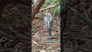 Bush Stone Curlew [upl. by Ainedrag]