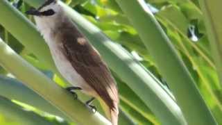 Yellowvented Bulbul  Bird Sound [upl. by Laertnom]