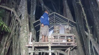 3 Hari camping Di pohon beringin  membangun tempat berlindung dari kulit kayu [upl. by Josee]