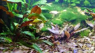 Xiphophorus Maculatus San Filipe Yucatan and Corydoras knaacki and Sewellia lineolata [upl. by Shirah]