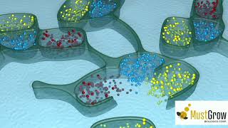 MustGrow Biologics Our Science Explained [upl. by Yeniar]