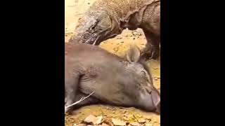 monitor lizard snake snake fight to monitor lizard small dragon animals video [upl. by Aniad]