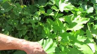 Identifying and Treating Downy Mildew on Squash Zucchini and Cucumbers Copper Fungicide  TRG 2015 [upl. by Deron80]