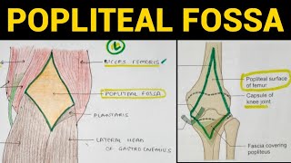 Popliteal Fossa Anatomy  Lower Limb [upl. by Doloritas]