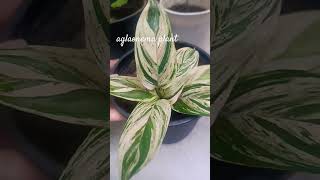 aglaonema plant 🌱 [upl. by Greta]