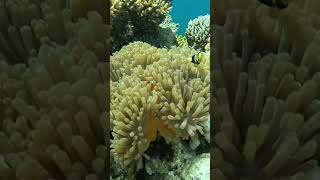 Maldives Havodda Housereef maldives housereef snorkeling gopro12black freedive shark turtle [upl. by Aiuqcaj758]