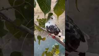 Kabutar 🥹 ne ek bejuban 😨ki jaan bachai❤️pigeon viral new short video [upl. by Sukul716]