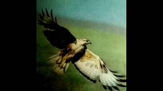 Common Buzzard Bird Photography shorts photography tricks trend birds birdsphotography [upl. by Lednahs904]