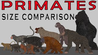 Size Comparison Extinct Primates Gigantopithecus Blaki Orangutans Baboons Gorillas [upl. by Aicia190]