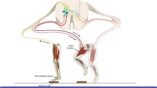 Detailed Animation on Extensor Reflex [upl. by Vinnie]