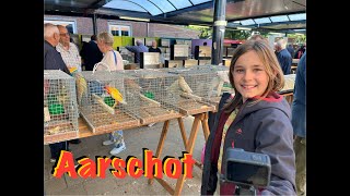 AARSCHOT Bourse aux oiseaux délevage Promenade dans lun des plus grands vogel markt de Belgique [upl. by Ute]