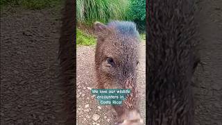 Peccaries wildlife costarica [upl. by Kataway]