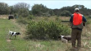 Pheasant Hunting at Its Best  Top Flight Hunting Preserve [upl. by Marcos]