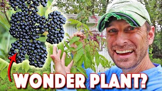 Health Benefits Of Elderberry AND How To Grow The BEST Elderberry Bushes [upl. by Danielson]