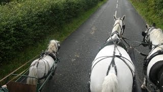 Carriage driving in company  training a pair of horses and a shetland [upl. by Neraj671]