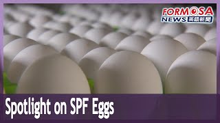 Spotlight on SPF eggs and their role in biotech vaccines and drug trials｜Taiwan News [upl. by Caffrey]