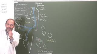 Neuroanatomie 11  Principes dorganisation des voies sensitives [upl. by Pisarik]