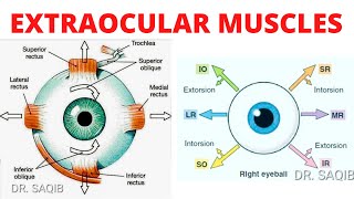 Extraocular Muscles  Eye Movements  Clinical Testing of Eye Muscles [upl. by Aylatan]