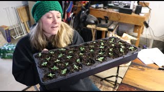 Potting Up Lisianthus  Answering Your Lisianthus Questions  Flower Hill Farm [upl. by Ayt276]