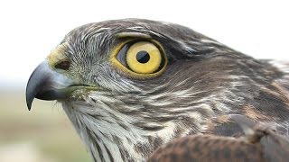 Sparrowhawk  Eurasian Sparrowhawk Bird Call and Pictures for Teaching BIRDSONG [upl. by Enileve323]