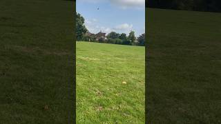 Betaflight 443 GPS RESCUE NOT LANDING ANY IDEAS betaflight fpv fpvdronefreestyle shorts [upl. by Aletta]