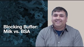 Milk or BSA Choosing a blocking protein for Western Blotting WB  CST Tech Tips [upl. by Roley]