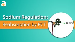 Sodium Regulation Proximal Convoluted Tubule [upl. by Thomey33]