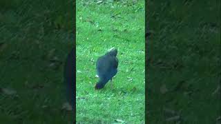 Purple Swamphen picking and eating vegetation shorts [upl. by Aryad834]