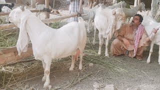 Gulabi Goats Complete Documentary [upl. by Nnyluqcaj]