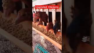 Feeding free range chicken and upgraded Philippine Native chicken sa grower pen [upl. by Hultgren289]