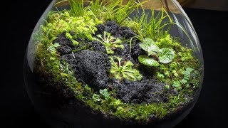 The Carnivorous Sundew Terrarium [upl. by Spada87]