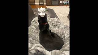 A good cat life 🐱 😊 ❤️ goodlife catlife nicelife youtubeshorts [upl. by Eladnar]