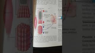 GOLGI TENDON REFLEX ORGAN Neurophysiology [upl. by Demahum156]