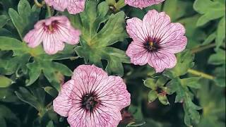 Get to Know CranesbillHardy Geranium  Part SunLoving Plants [upl. by Ydnir]