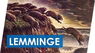 Warum springen Lemminge von Klippen  Der Lemminge Mythos [upl. by Acimahs]