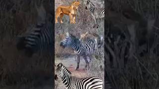 wild Lioness vs zebra shorts [upl. by Braeunig]