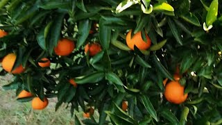 Watch tangerine picking with a farmer👨‍🌾❤ farmtime [upl. by Reifnnej64]