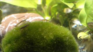 Asellus aquaticus waterlouse aquatic sowbug graze on Moss Ball  Wasserasseln auf Futtersuche [upl. by Weinstein599]