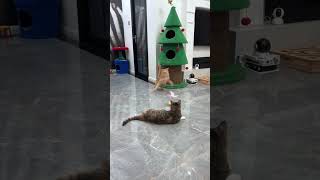 Interactive cat toy Link is on bio or copywwwniopetscom [upl. by Wetzell]