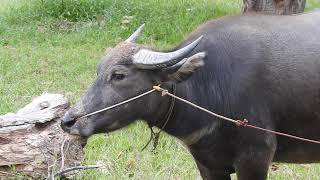 VIIST WATER BUFFALO IN THE FIELD [upl. by Boardman769]