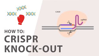 How to perform a CRISPR Knockout Experiment [upl. by Assilav]